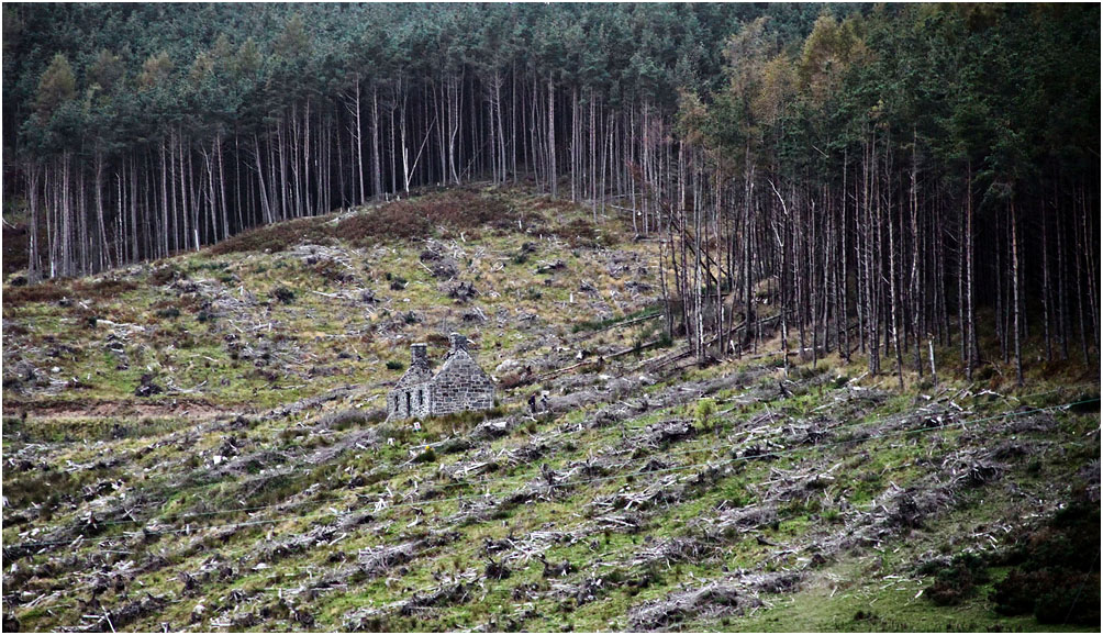 фото "Жил, был лес..." метки: природа, человек и природа