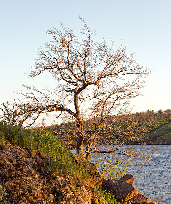 photo "***" tags: landscape, Dnieper, Ukraine, coast, spring, sunset, tree, Запорожье, апрель, о. Хортица