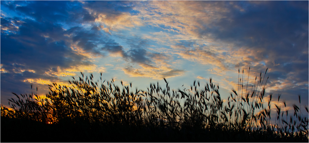 photo "***" tags: landscape, field