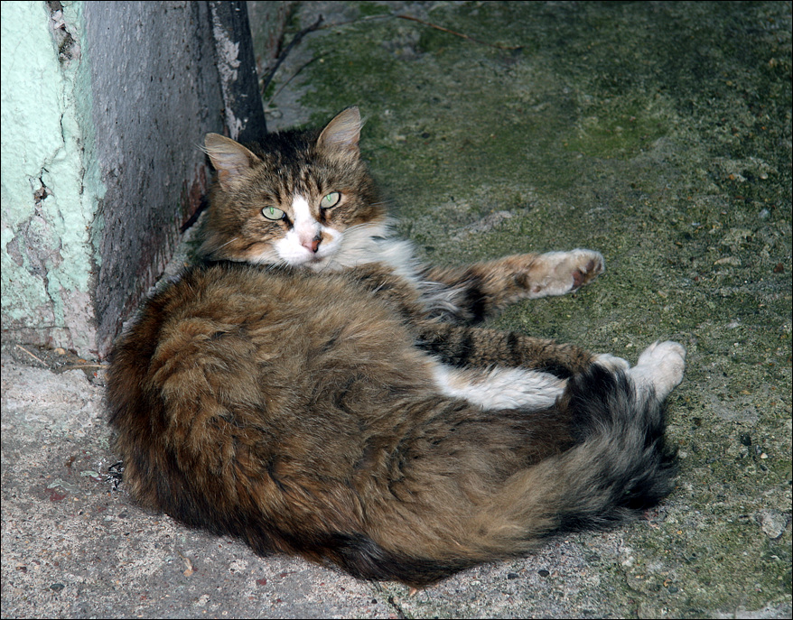 photo "Resident of Dmitrov" tags: travel, street, Дмитров