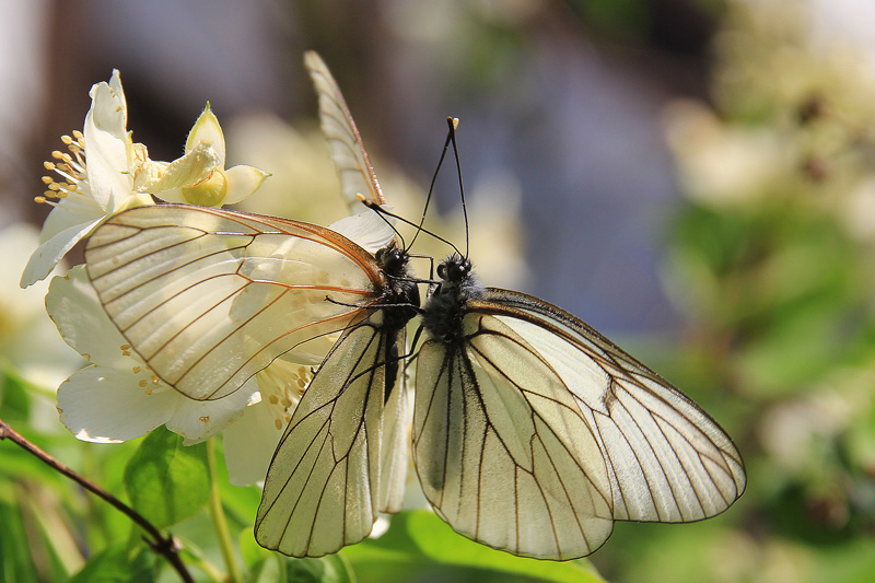 фото "Воздушное танго любви" метки: природа, макро и крупный план, бабочка, жасмин, полет