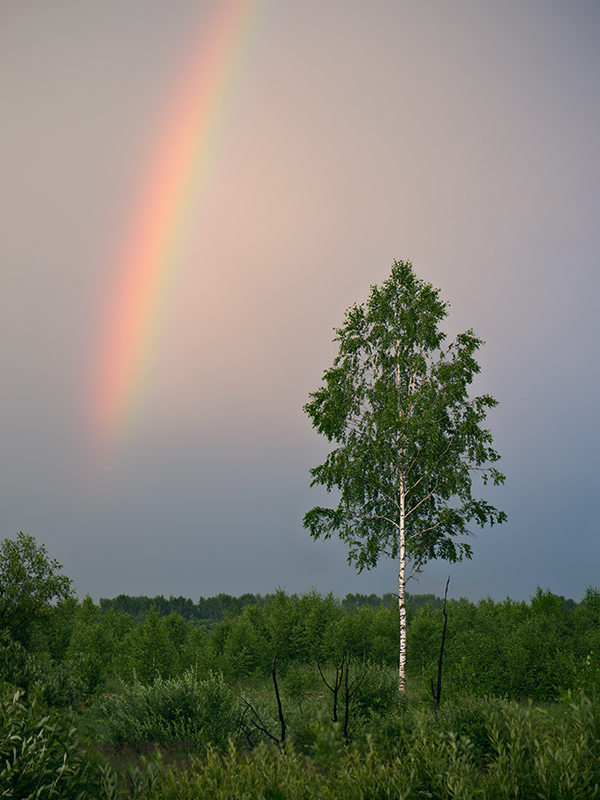 photo "***" tags: nature, rainbow, tree, Берёза