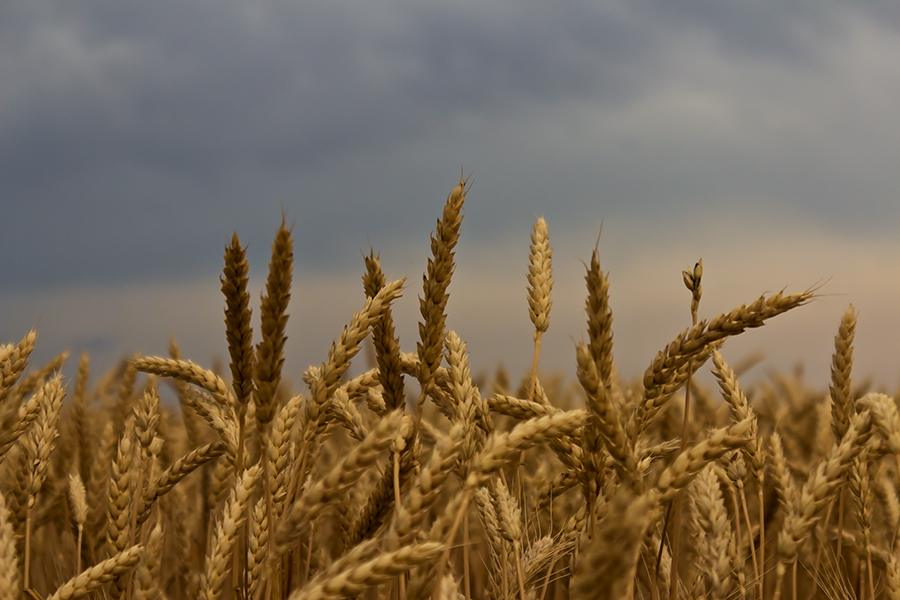 photo "***" tags: landscape, nature, fragment, Ukraine, clouds, field, sky, summer, Запорожье, злаковые, июнь, пшеница