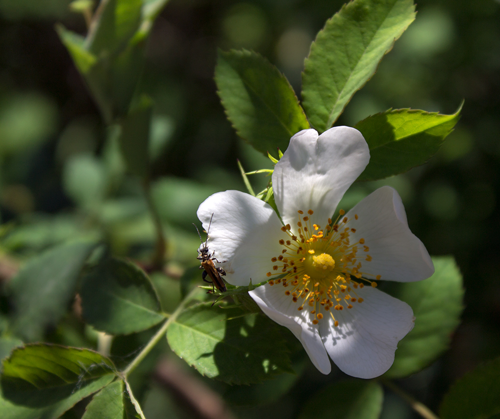 photo "***" tags: nature, жук, цветок
