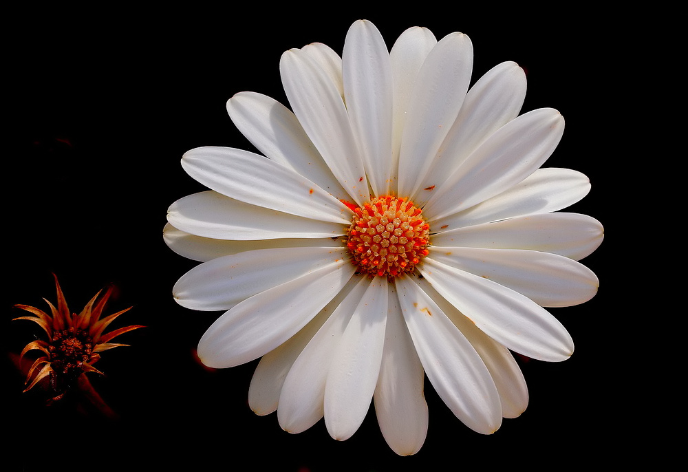 фото "HAPPY BIRTHDAY, OLGA KULYASHOVA!!!" метки: природа, макро и крупный план, 