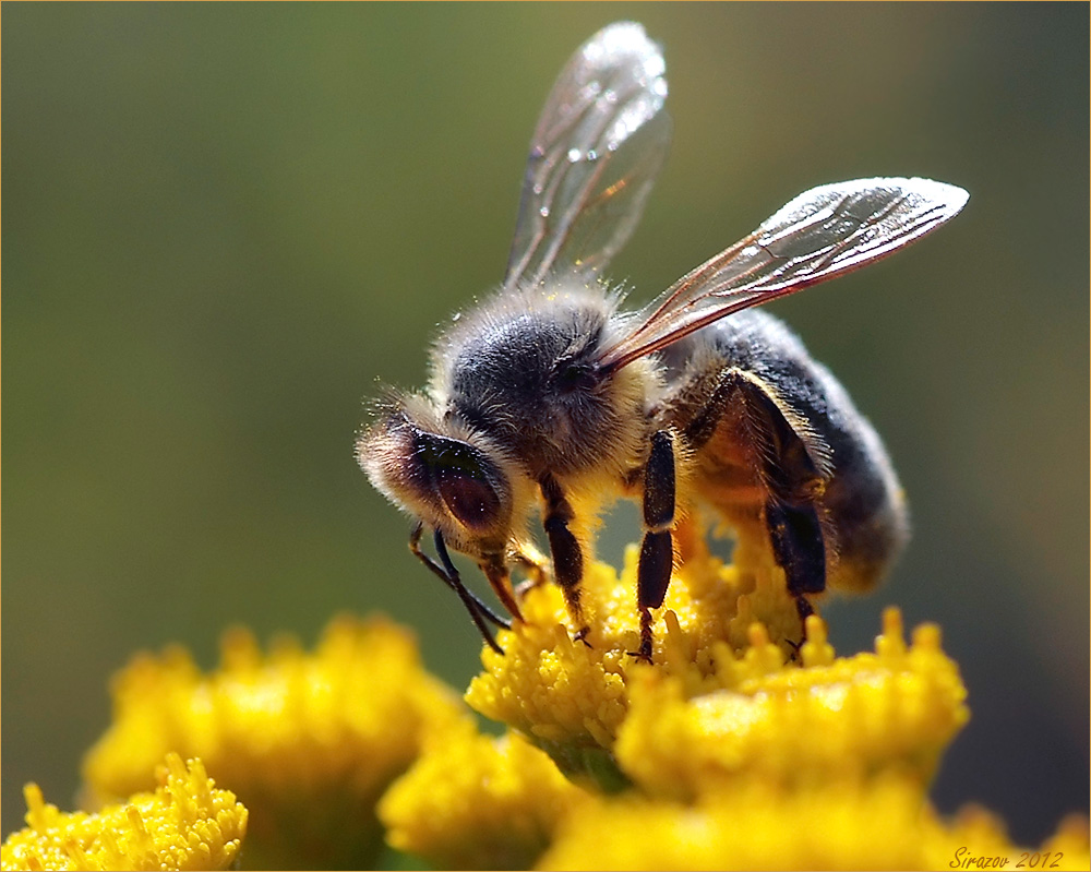 фото "Пчелка на пижме" метки: природа, макро и крупный план, 