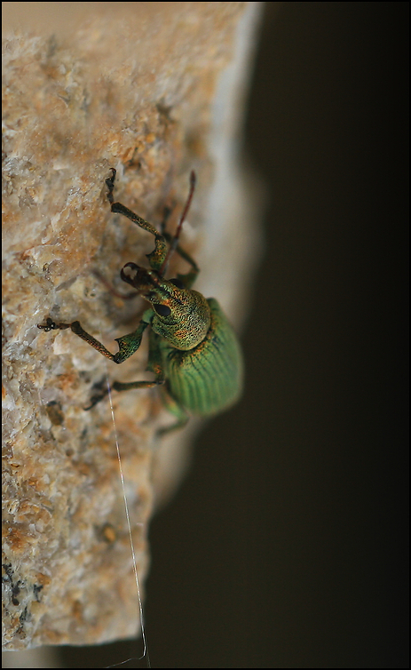 photo "Alpinist" tags: nature, macro and close-up, долгоносик