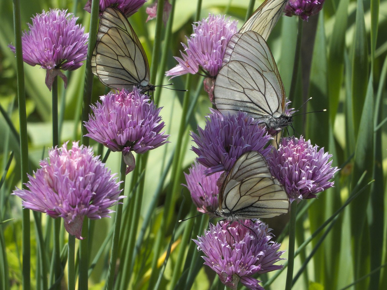 фото "Цветы и бабочки" метки: природа, бабочки, цветы