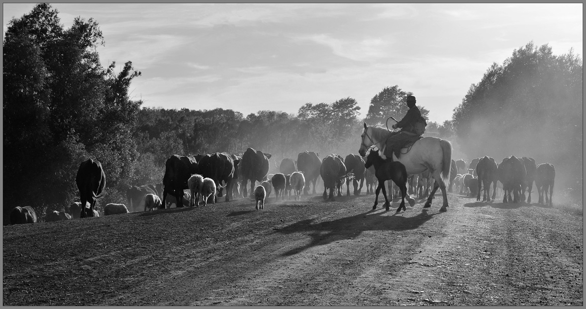 photo "***" tags: black&white, evening, pets/farm animals