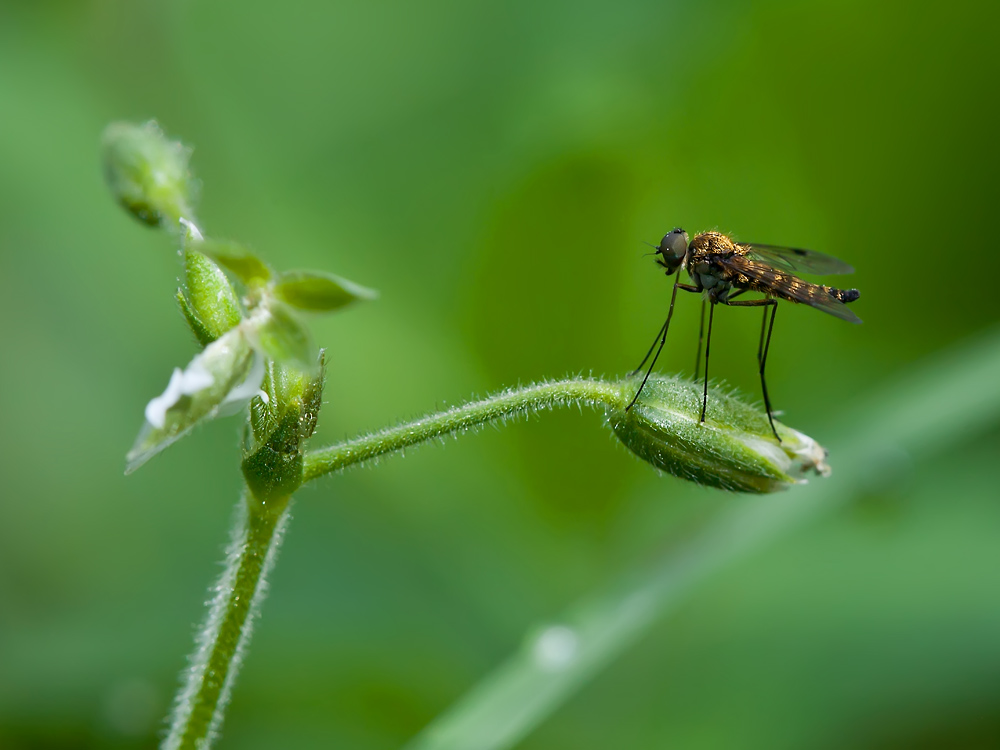 photo "***" tags: macro and close-up, 