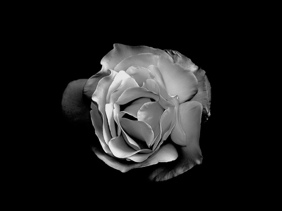 photo "A sad Rose..." tags: nature, macro and close-up, black&white, 