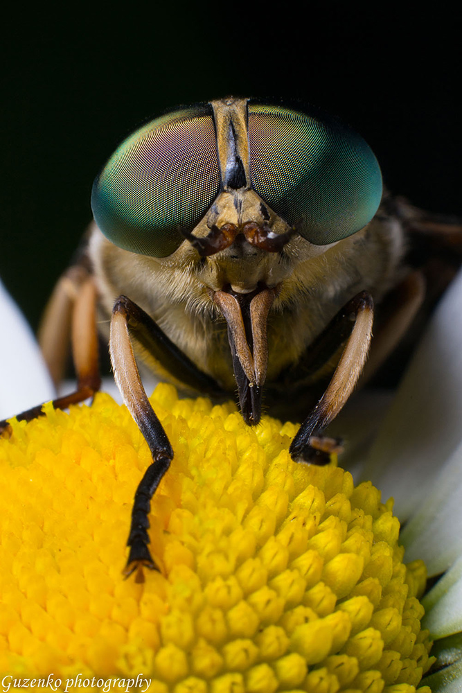 photo "***" tags: macro and close-up, 