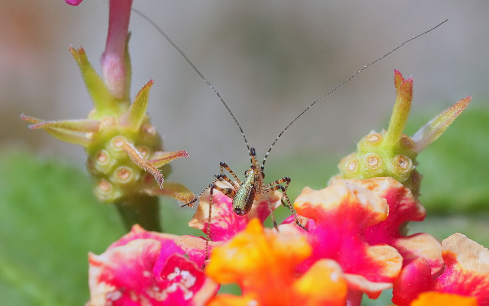 фото ""Happy Grasshopper..."" метки: природа, макро и крупный план, 