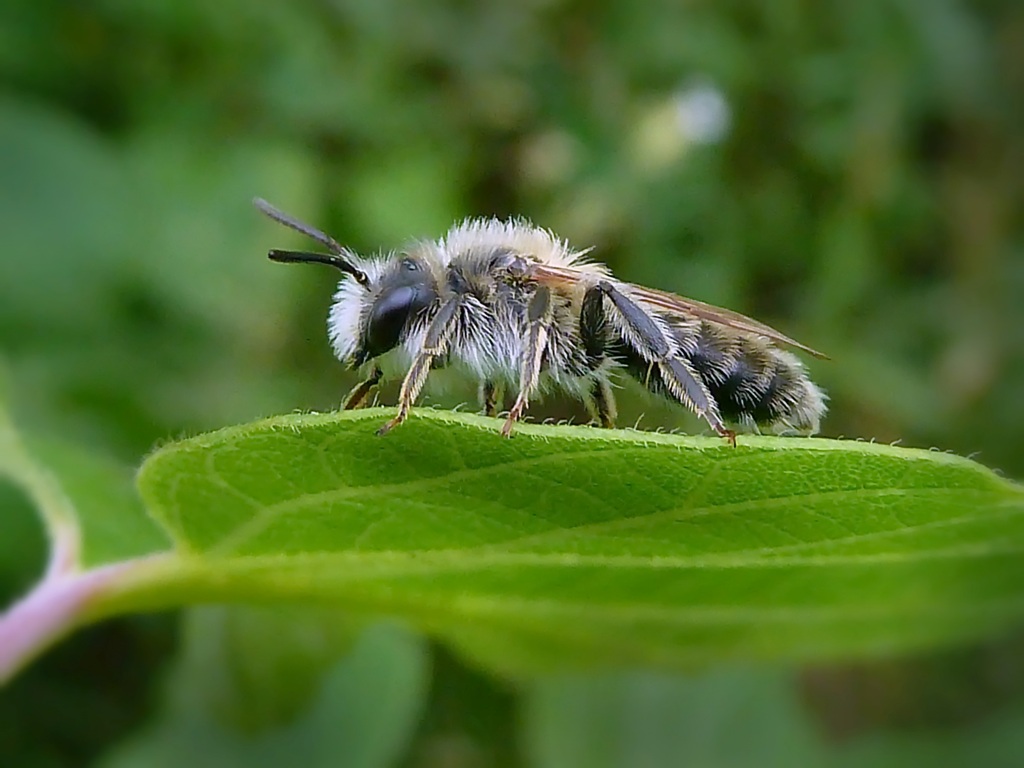 photo "***" tags: nature, macro and close-up, insect