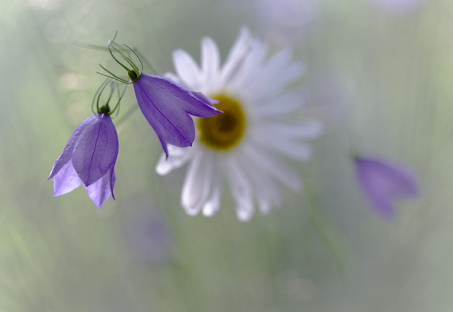 photo "***" tags: nature, macro and close-up, flowers, summer, колокольчики