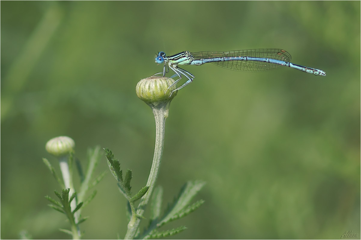 photo "***" tags: macro and close-up, nature, 