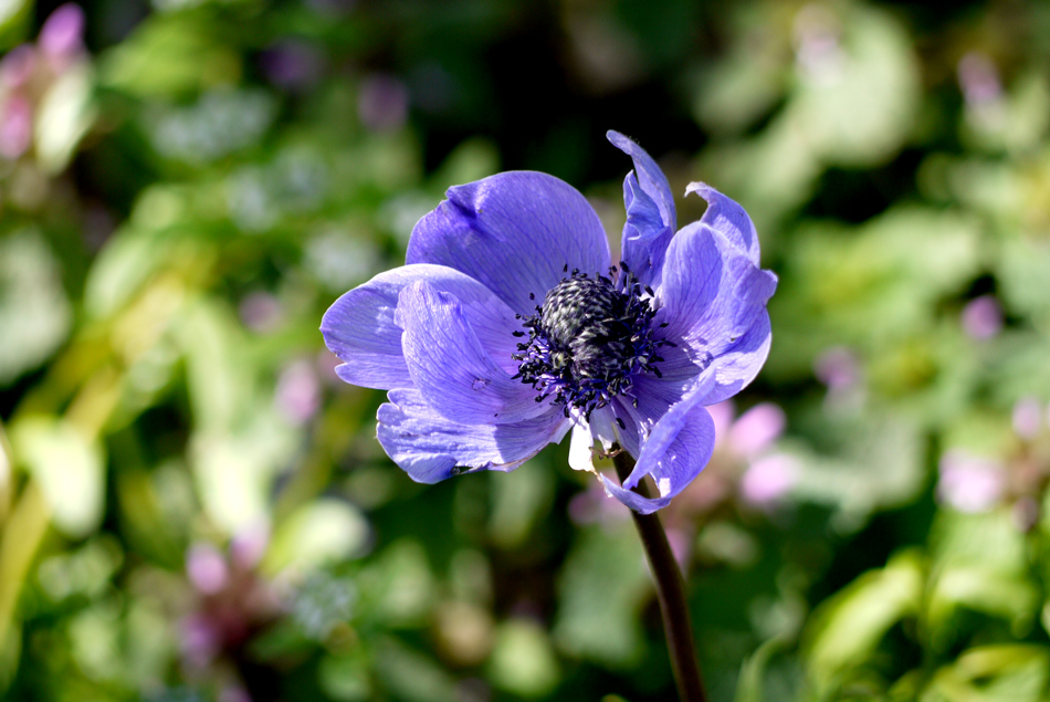 фото "Blue" метки: природа, цветы