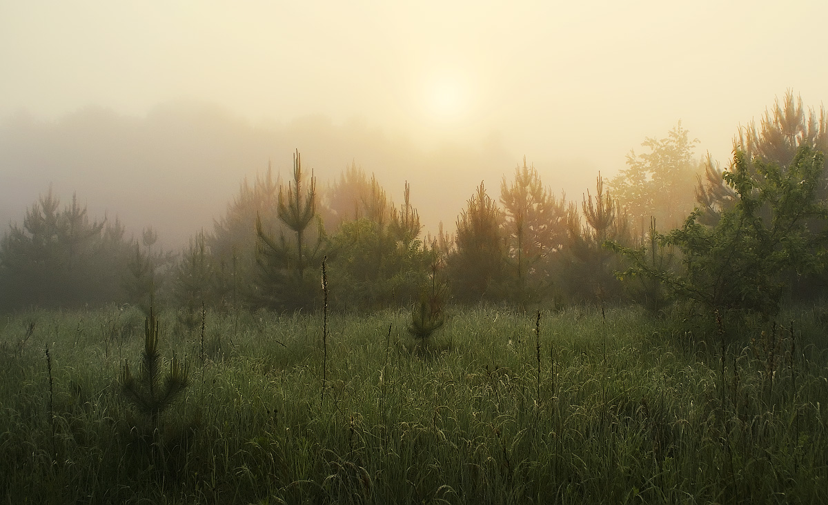 photo "Morning in fog" tags: , 