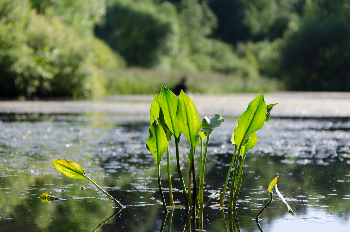 photo "***" tags: nature, 