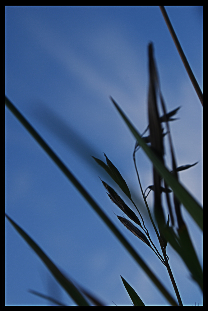 photo "Harp of spirits" tags: landscape, macro and close-up, mountains