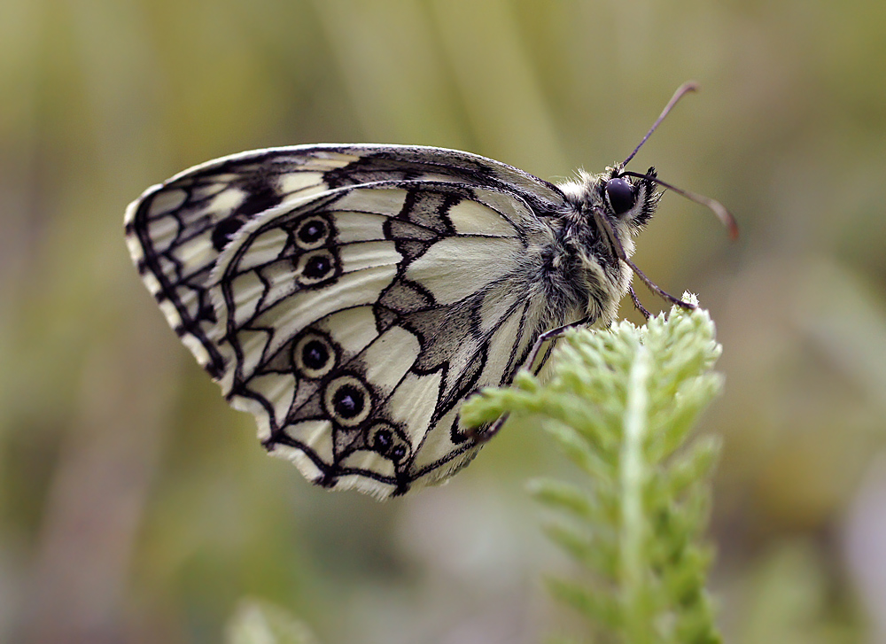 photo "Пестроглазка Галатея" tags: macro and close-up, nature, butterfly, summer, Пестроглазка Галатея, макро