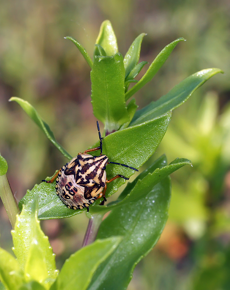 photo "***" tags: macro and close-up, nature, insect, summer, макро