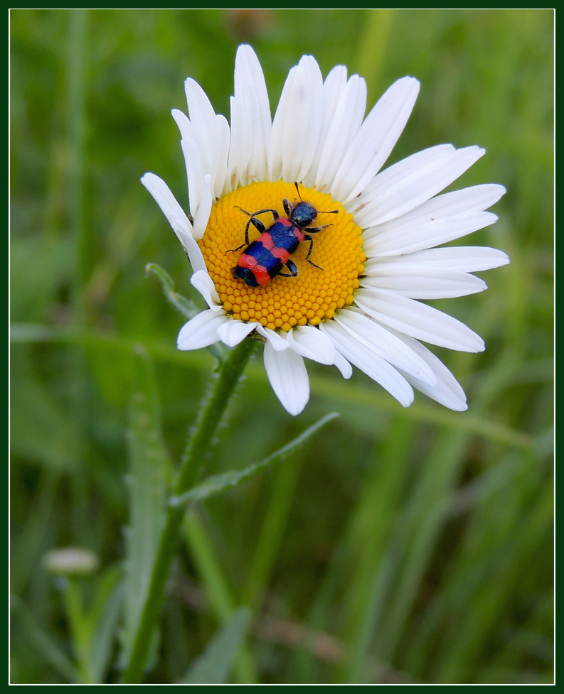 photo "... I'm lying in the sun ..." tags: nature, macro and close-up, flowers, forest, insect, summer