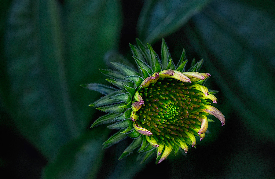 photo "***" tags: macro and close-up, 