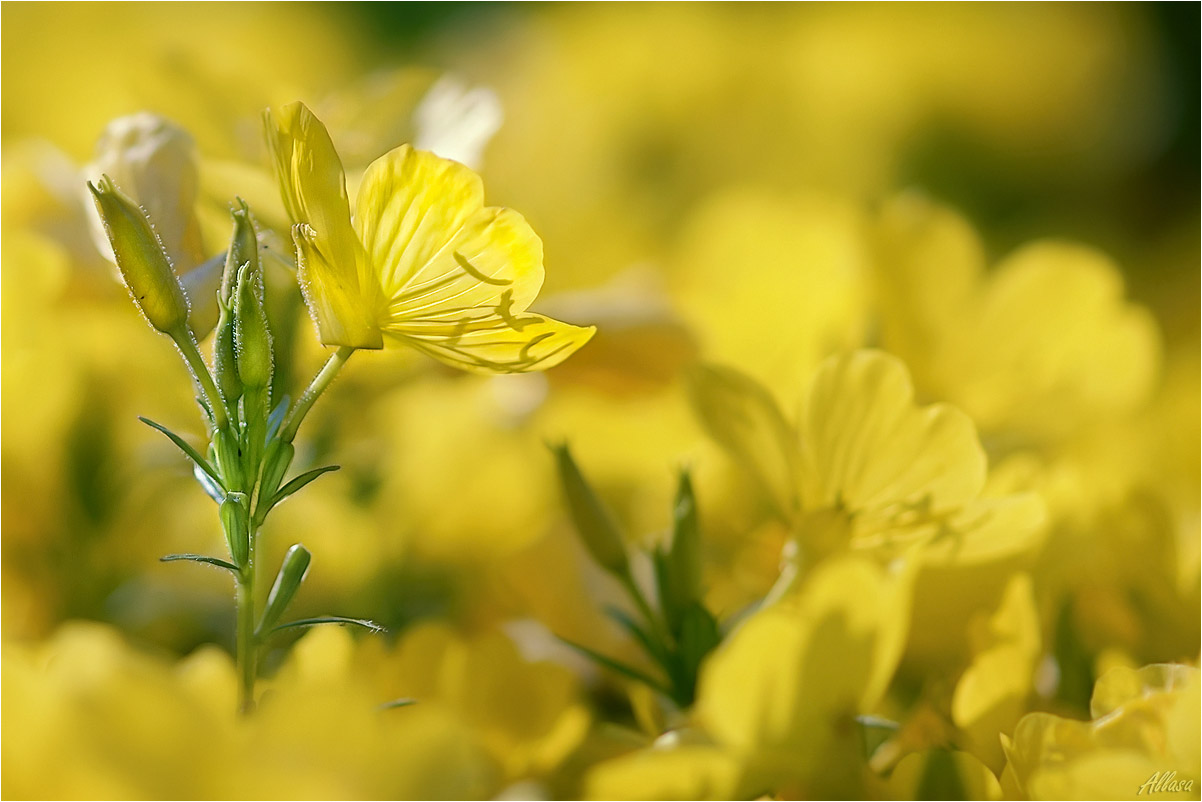 photo "***" tags: macro and close-up, nature, 