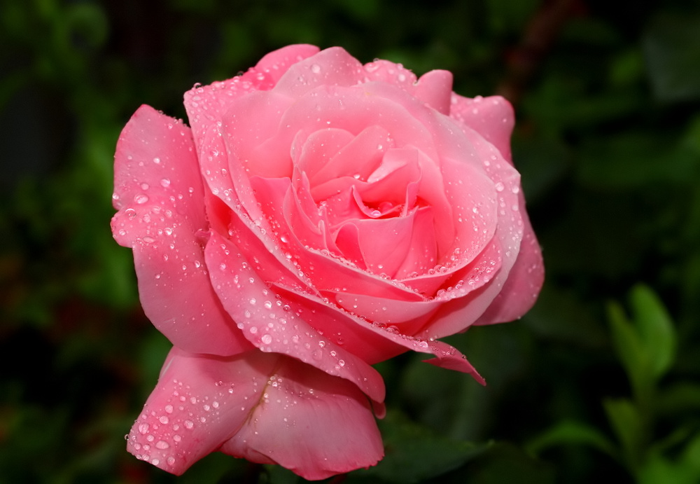 photo "Welcome Summer..." tags: nature, macro and close-up, 