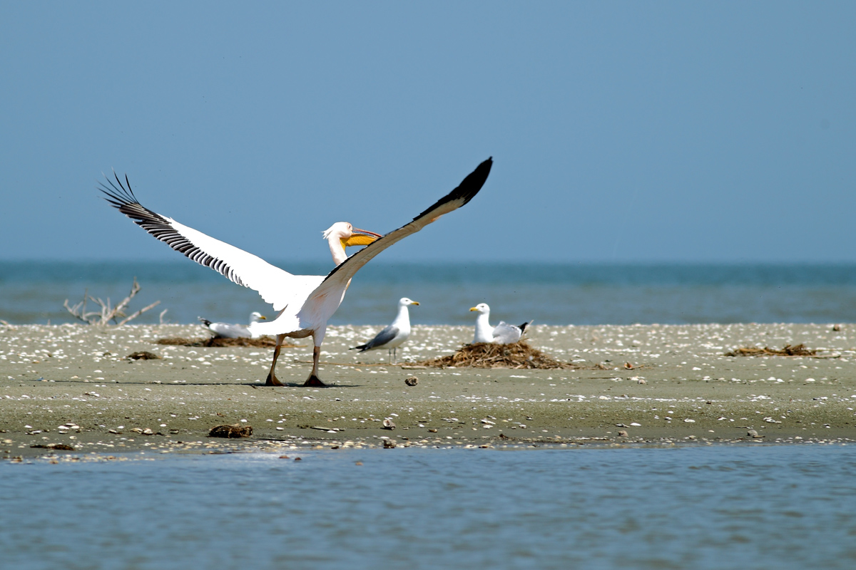 photo "***" tags: nature, wild animals