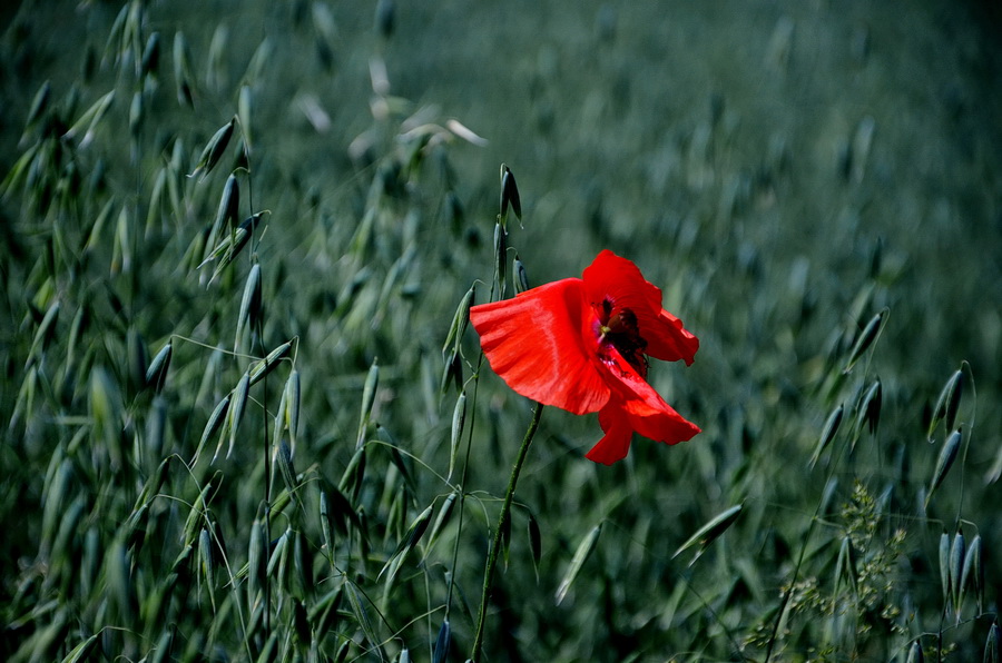 photo "***" tags: nature, 