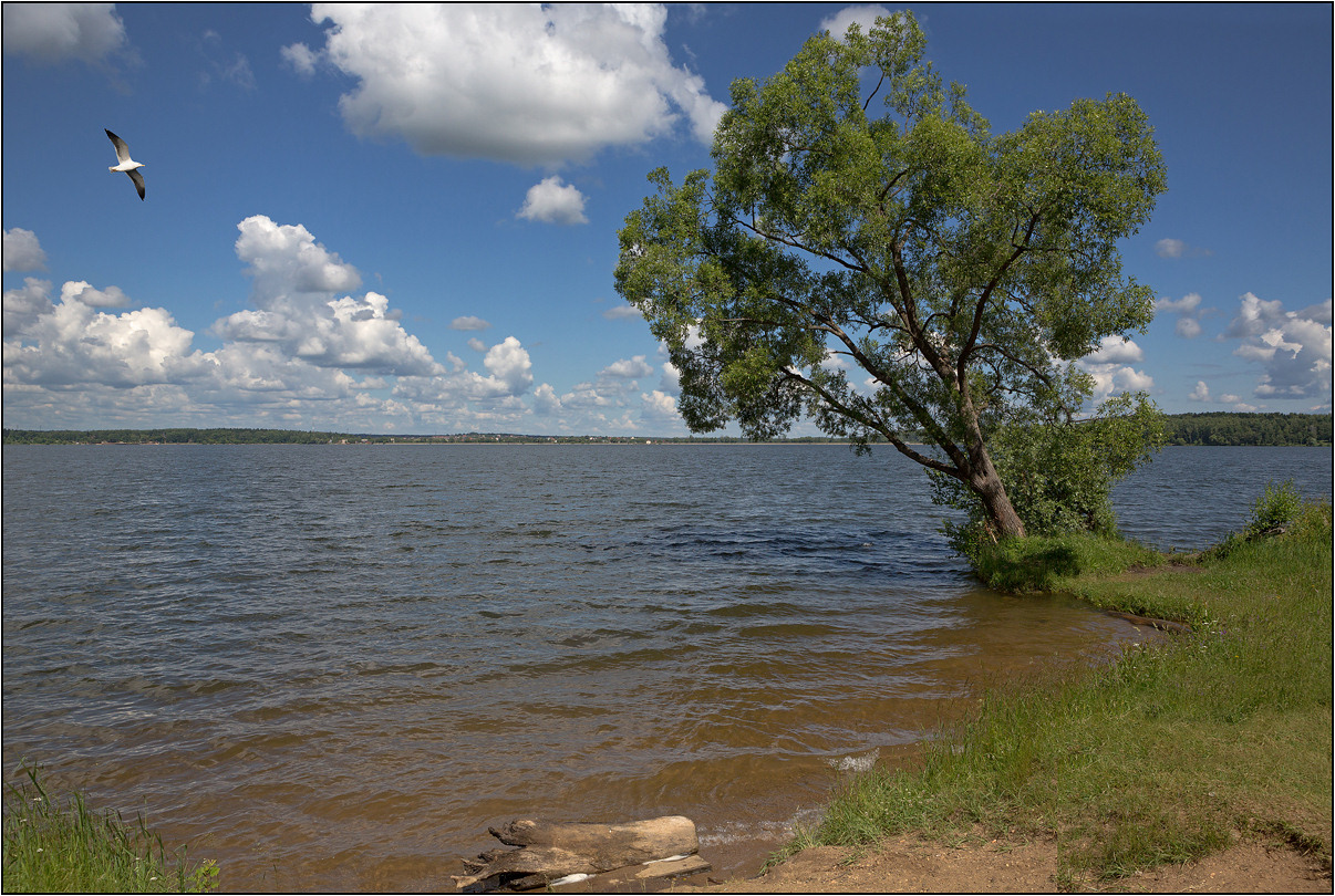 photo "From the series "Lake Senezh" (1)" tags: landscape, lake, summer, Сенеж