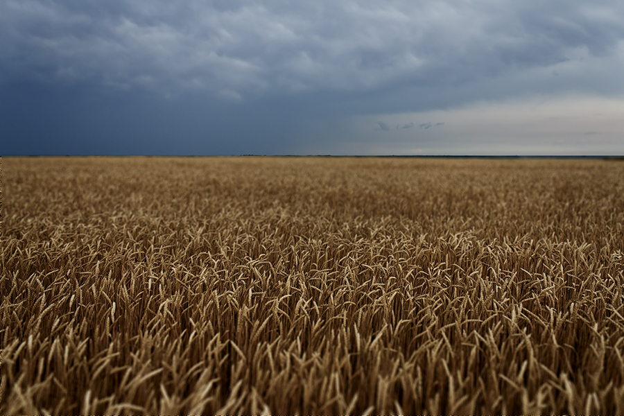 фото "Перед дождем ..." метки: пейзаж, природа, Запорожье, Украина, вечер, злаковые, лето, небо, облака, поле, пшеница, хлеб