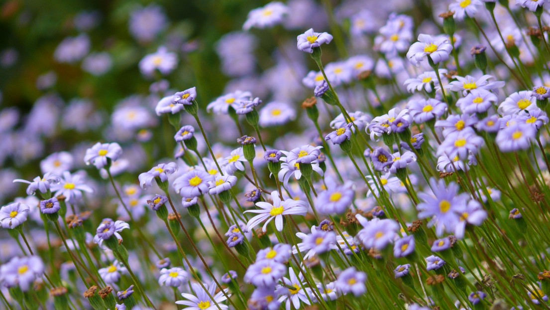 photo "***" tags: nature, 