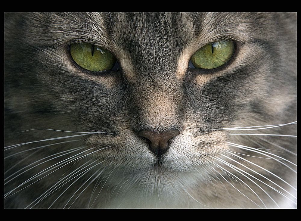 photo "The stare" tags: portrait, macro and close-up, nature, 