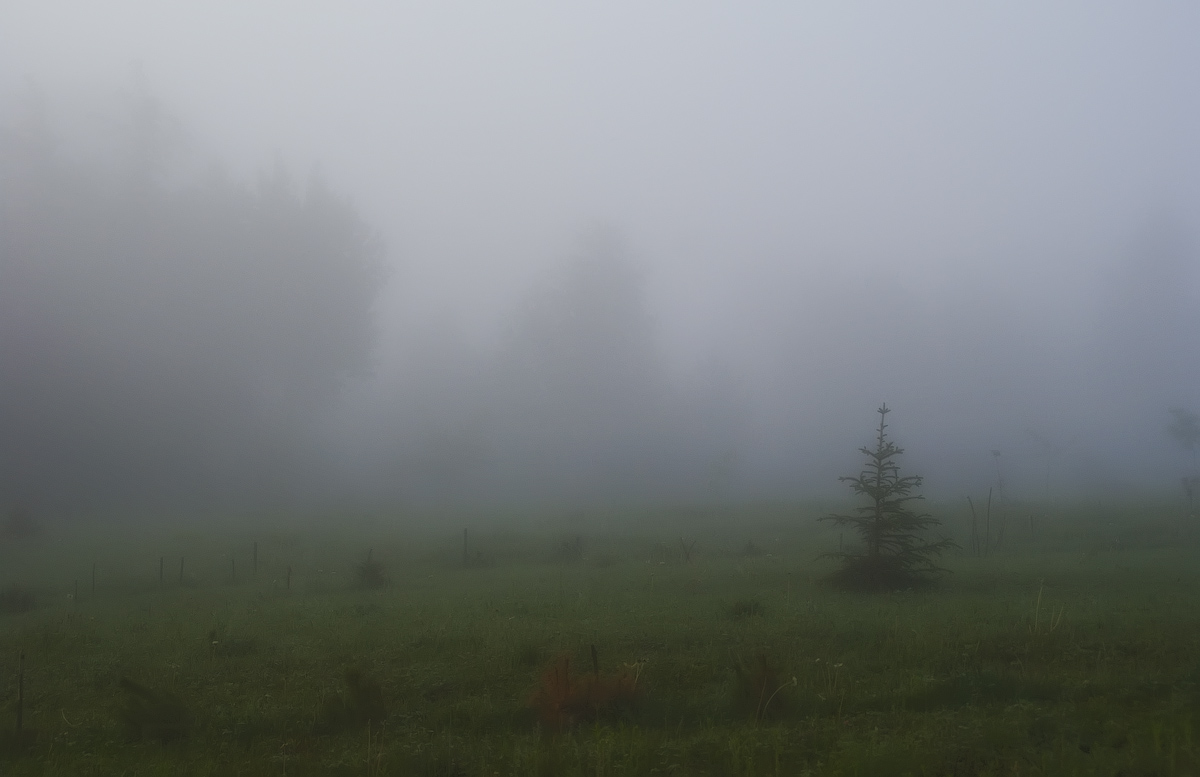 photo "Meadow fog" tags: , 
