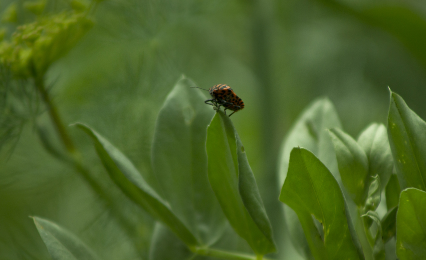 photo "A Bug" tags: macro and close-up, nature, fragment, 
