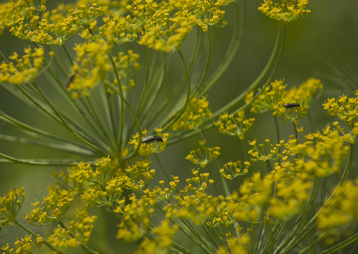 photo "On yellow" tags: nature, macro and close-up, landscape, 