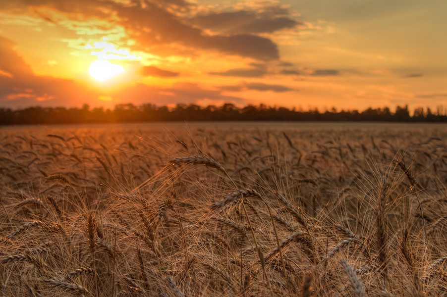 photo "***" tags: landscape, Ukraine, evening, field, summer, sun, sunset, Запорожье, злаковые, пшеница