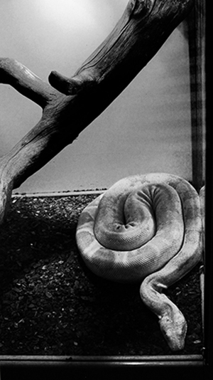 фото "Swirl" метки: природа, черно-белые, дикие животные, змея