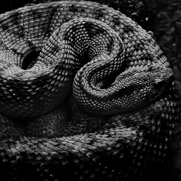 фото "Danger" метки: природа, черно-белые, дикие животные, змея