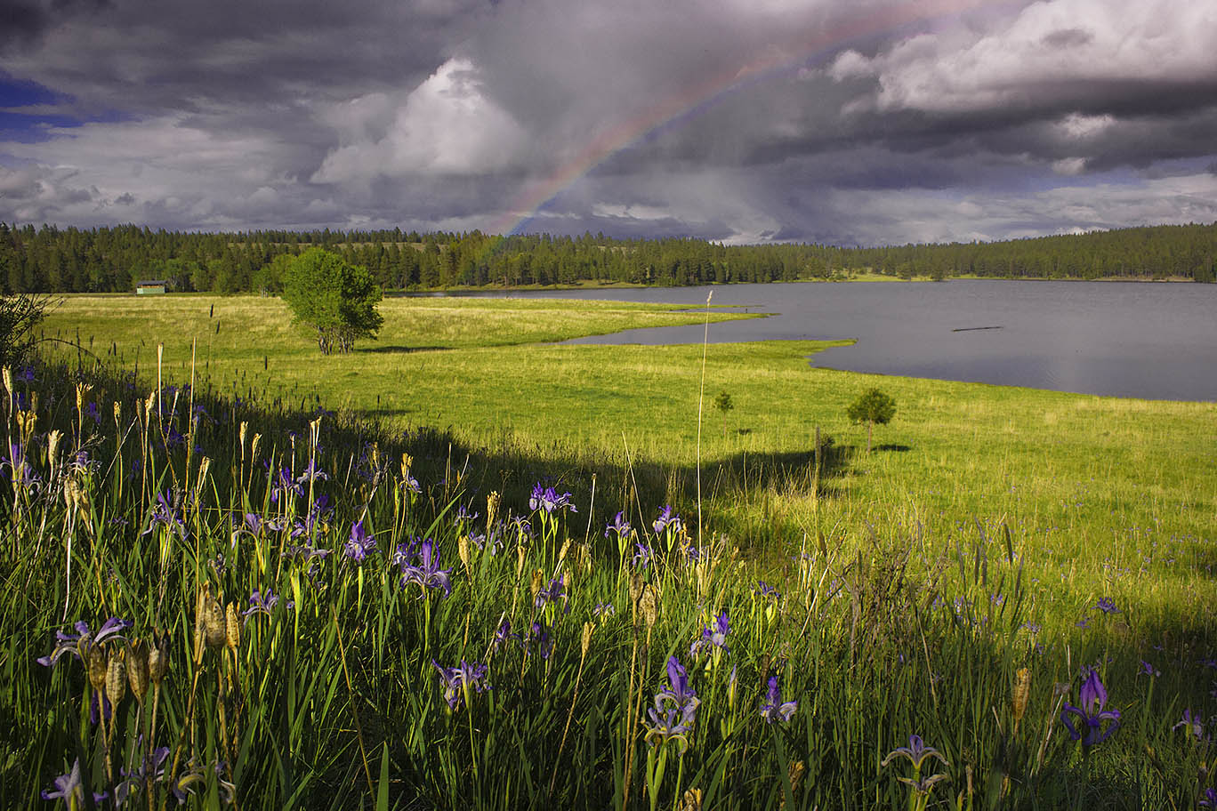 фото "Iris and rainbow" метки: пейзаж, Oregon, Wildflowers, iris, озеро, радуга