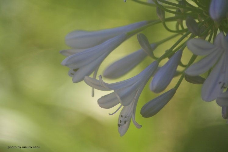 photo "in the garden" tags: nature, 