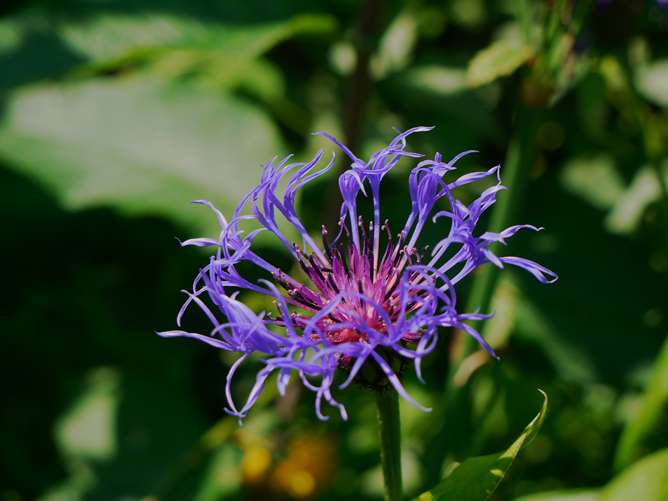 photo "Blue" tags: nature, flowers