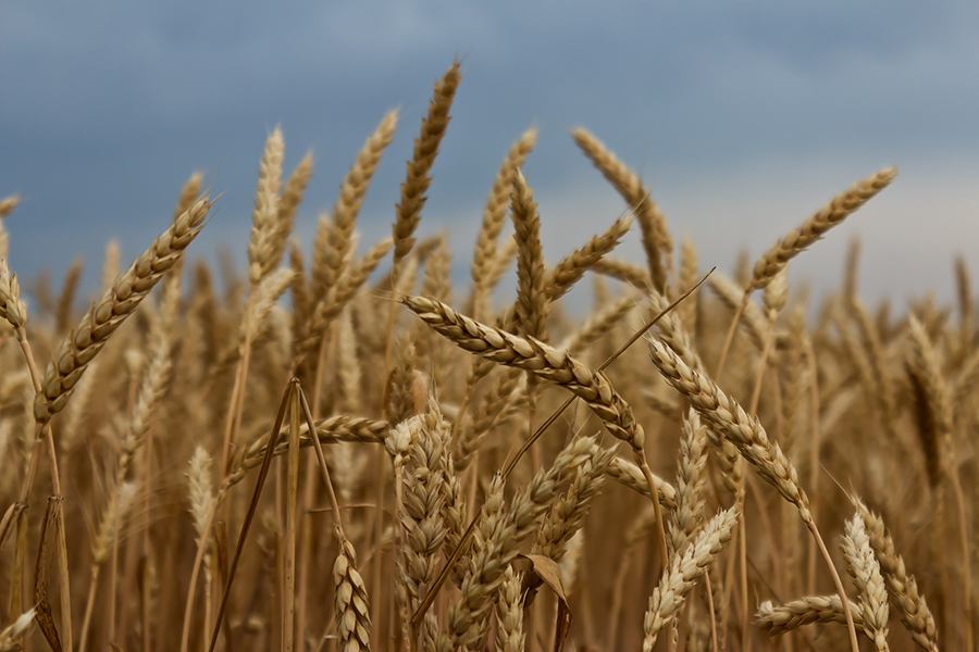 photo "***" tags: landscape, fragment, nature, Ukraine, field, sky, summer, Запорожье, злаковые, июнь, пшеница, хлеб