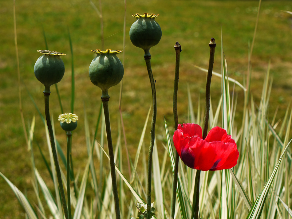 фото "Poppies" метки: природа, цветы