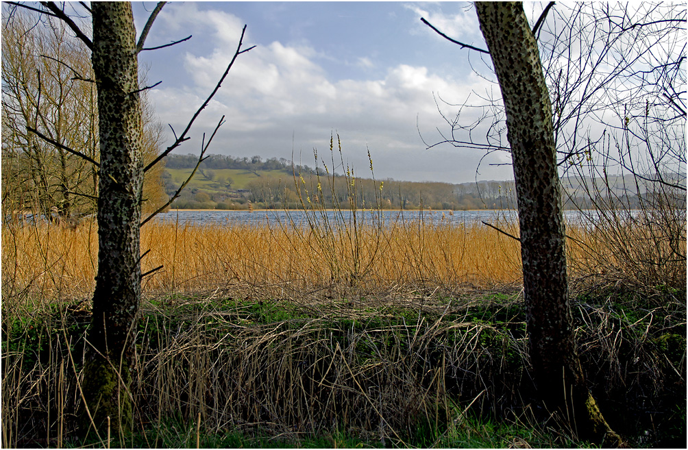 photo "***" tags: nature, spring, дерева