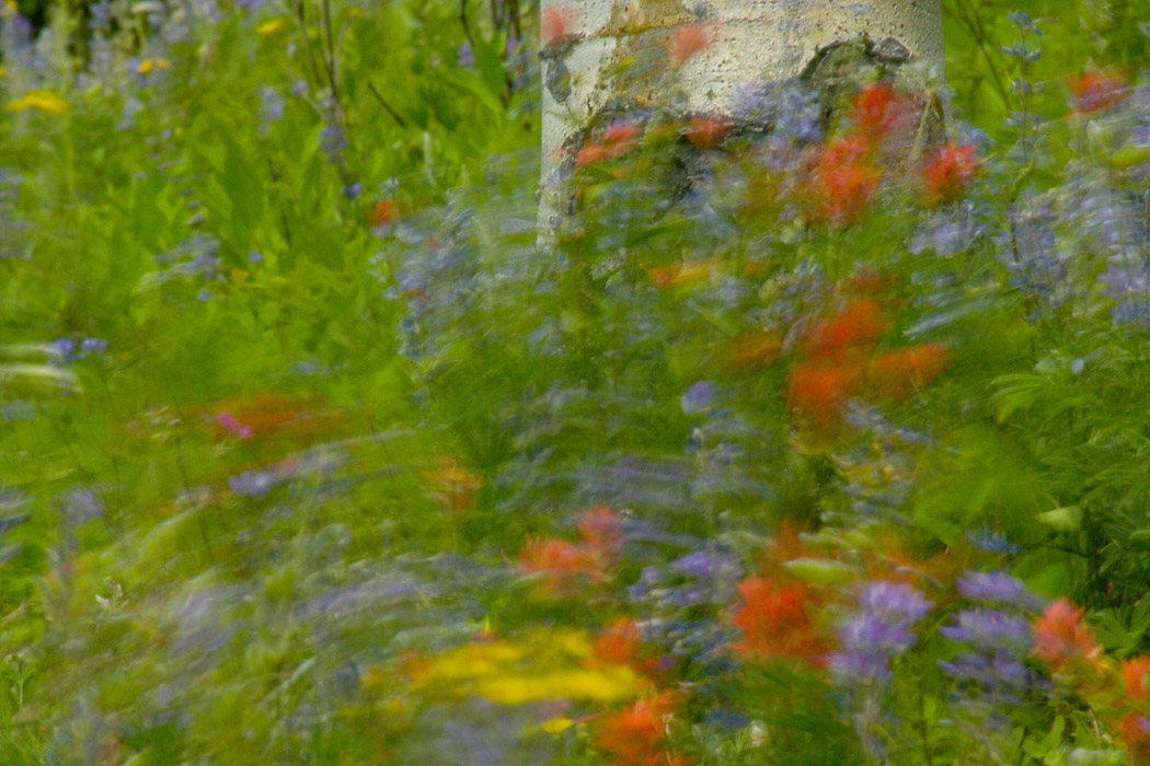 photo "Wind and wildflowers" tags: nature, abstract, Montana, Wildflowers, wind