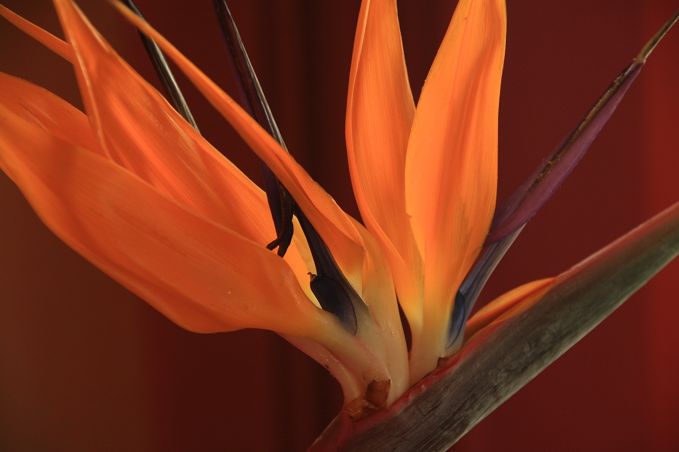 photo "***" tags: nature, macro and close-up, still life, flowers